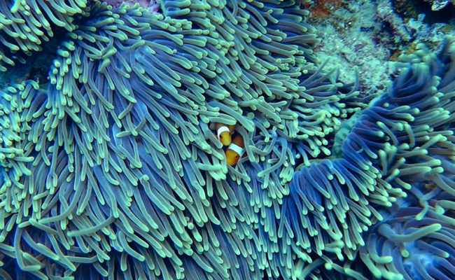 Munich Re behind Hawaii coral reef parametric insurance renewal, coverage expands