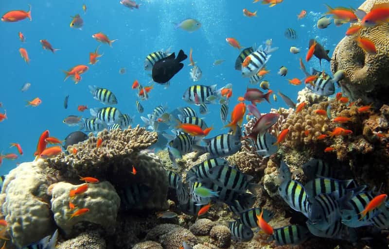 Parametric insurance to cover South Pacific coral reef in Fiji archipelago